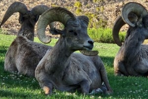 Lake Mead: VIP Kayak Tour to Hoover Dam with Lunch