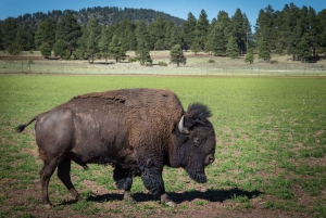 Las Vegas 2 jours Grand Canyon Railway Bearizona Meteor Crater