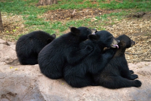 Las Vegas 2 jours Grand Canyon Railway Bearizona Meteor Crater