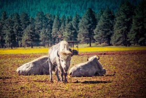 Las Vegas 2 jours Grand Canyon Railway Bearizona Meteor Crater