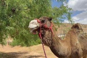Las Vegas: Giro in cammello nel deserto
