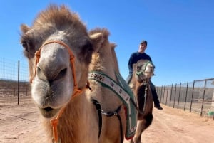 Las Vegasissa: Desert Camel Ride