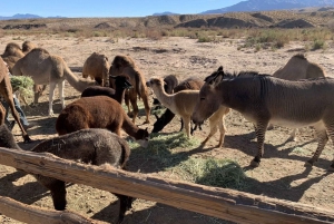 Las Vegas: Tour in tram dello zoo Camel Safari