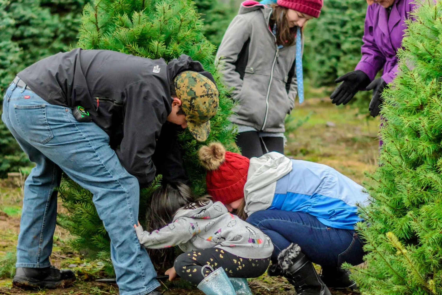 Las Vegas: l'avventura di tagliare il tuo albero di Natale