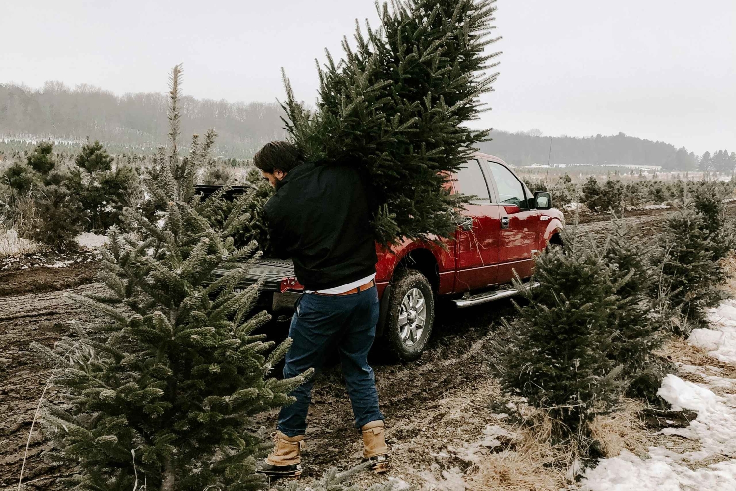 Las Vegas: l'avventura di tagliare il tuo albero di Natale