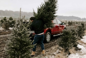 Las Vegas: l'avventura di tagliare il tuo albero di Natale