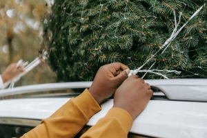 Las Vegas: l'avventura di tagliare il tuo albero di Natale