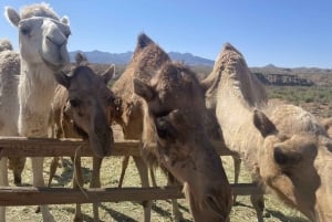 Las Vegas : Balade à dos de chameau dans le désert
