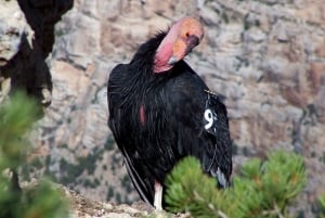Las Vegas: Grand Canyon Guided Walking Tour