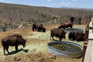 Las Vegas: Grand Canyon helikoptertur og overnatting på ranch