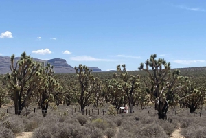 Las Vegas: Grand Canyon helikoptertur og overnatting på ranch