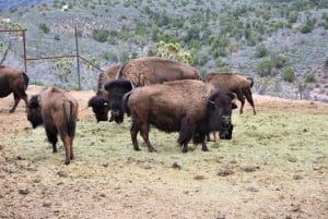 Las Vegas: Grand Canyon-Hubschrauberflug & Ranch-Abenteuer mit Bus