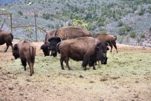 Las Vegas: Grand Canyon-helikoptervlucht & ranchavontuur per bus