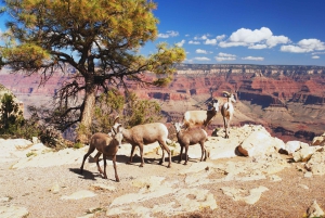 Las Vegas: Grand Canyon National Park South Rim Privat tur
