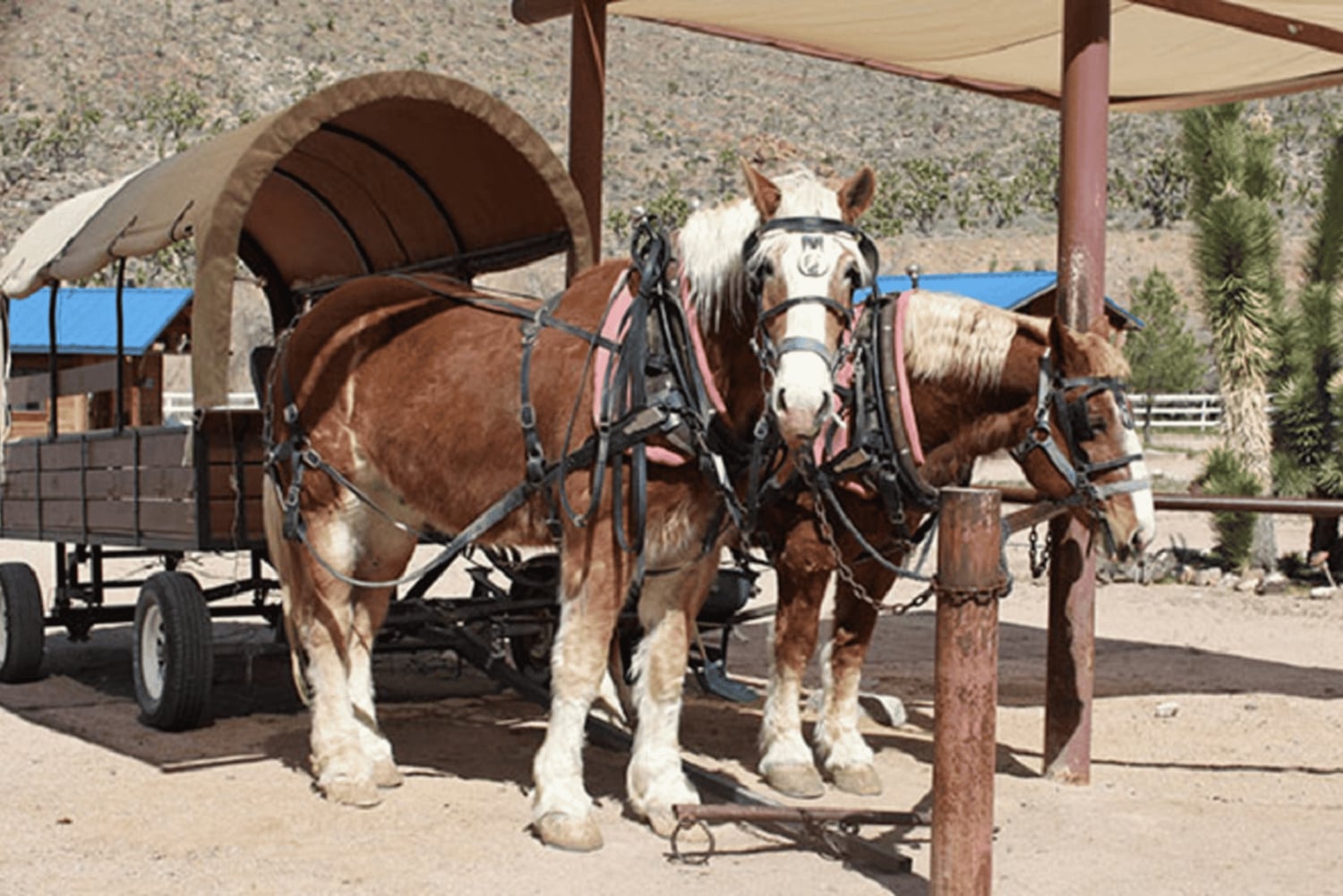 Las Vegas: Grand Canyon Ranch Tour z przejażdżką konną/wozem