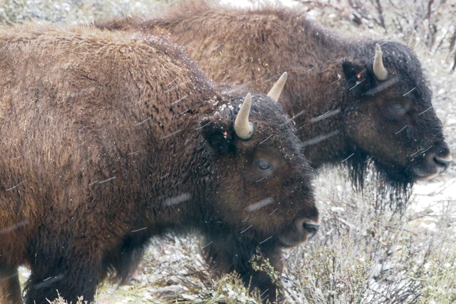 Las Vegas: Grand Canyon Ranch Tour z przejażdżką konną/wozem