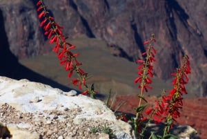 Las Vegas: Excursión en grupo reducido al Atardecer en el Borde Sur del Gran Cañón