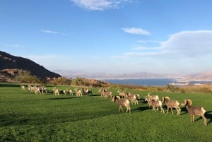 Las Vegas : barrage Hoover, Grand Canyon, visite VIP du parc Hemenway