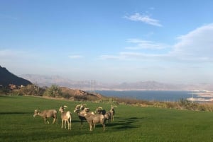 Las Vegas : barrage Hoover, Grand Canyon, visite VIP du parc Hemenway