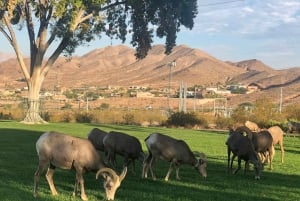 Las Vegas : barrage Hoover, Grand Canyon, visite VIP du parc Hemenway