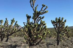 Las Vegas:Grand Canyon West Tour, Ranch Lunch, Skywalk Entry
