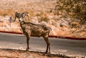 Las Vegas: Presa Hoover, Valle del Fuego, Excursión de un día a la ciudad de Boulder