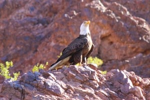 LAS VEGAS: Ontsnappen aan de natuur: Kajakken met gids - Zelf rijden