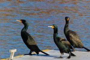 LAS VEGAS: Ontsnappen aan de natuur: Kajakken met gids - Zelf rijden