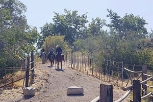 Horseback Ride thru Joshua Tree Forest with Buffalo & Lunch