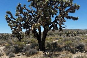 Las Vegas Mojave Desert Adventure - Tour guiado