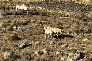 Avventura nel deserto del Mojave di Las Vegas - Tour guidato