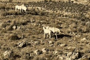 Las Vegas Mojave Off Road Adventure | Guidet tur – La oss kjøre!