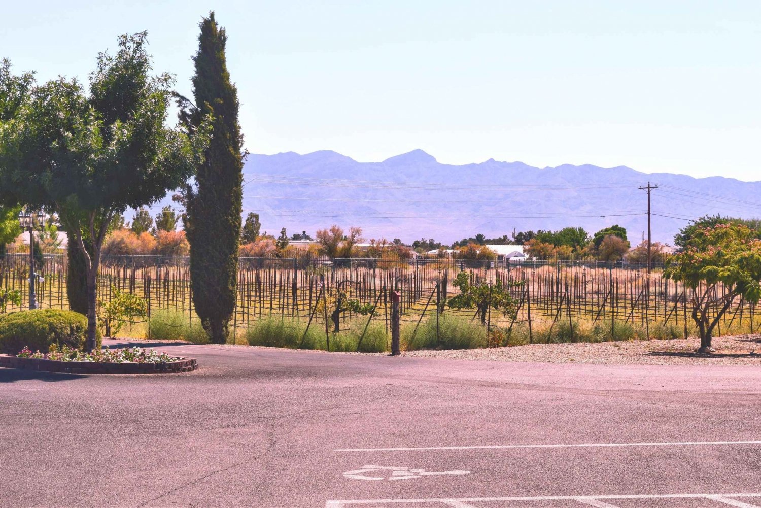 Las Vegas: Pahrump Wine Tour mit Live-Musik