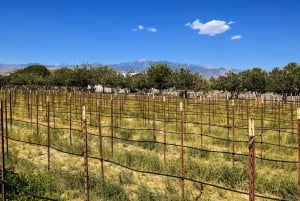 Las Vegas: Tour del vino di Pahrump con musica dal vivo