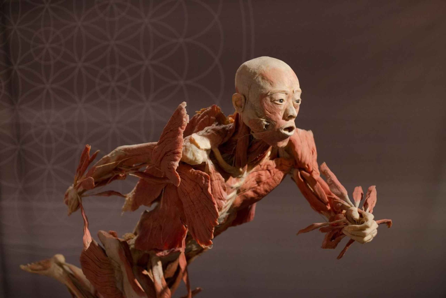 Las Vegas: REAL BODIES på Horseshoe Las Vegas Inngangsbillett