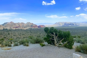 Las Vegas: Red Rock Canyon e l'estroso Cactus Joe's + Pranzo