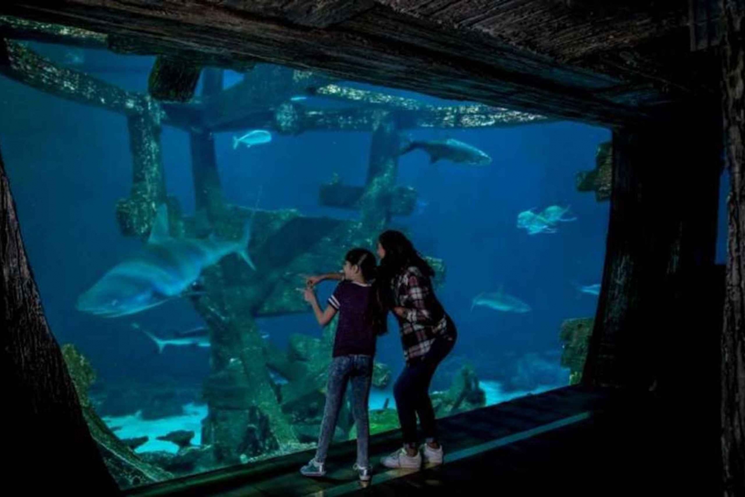 Las Vegas: Shark Reef Aquarium & VR Experience Entry Ticket