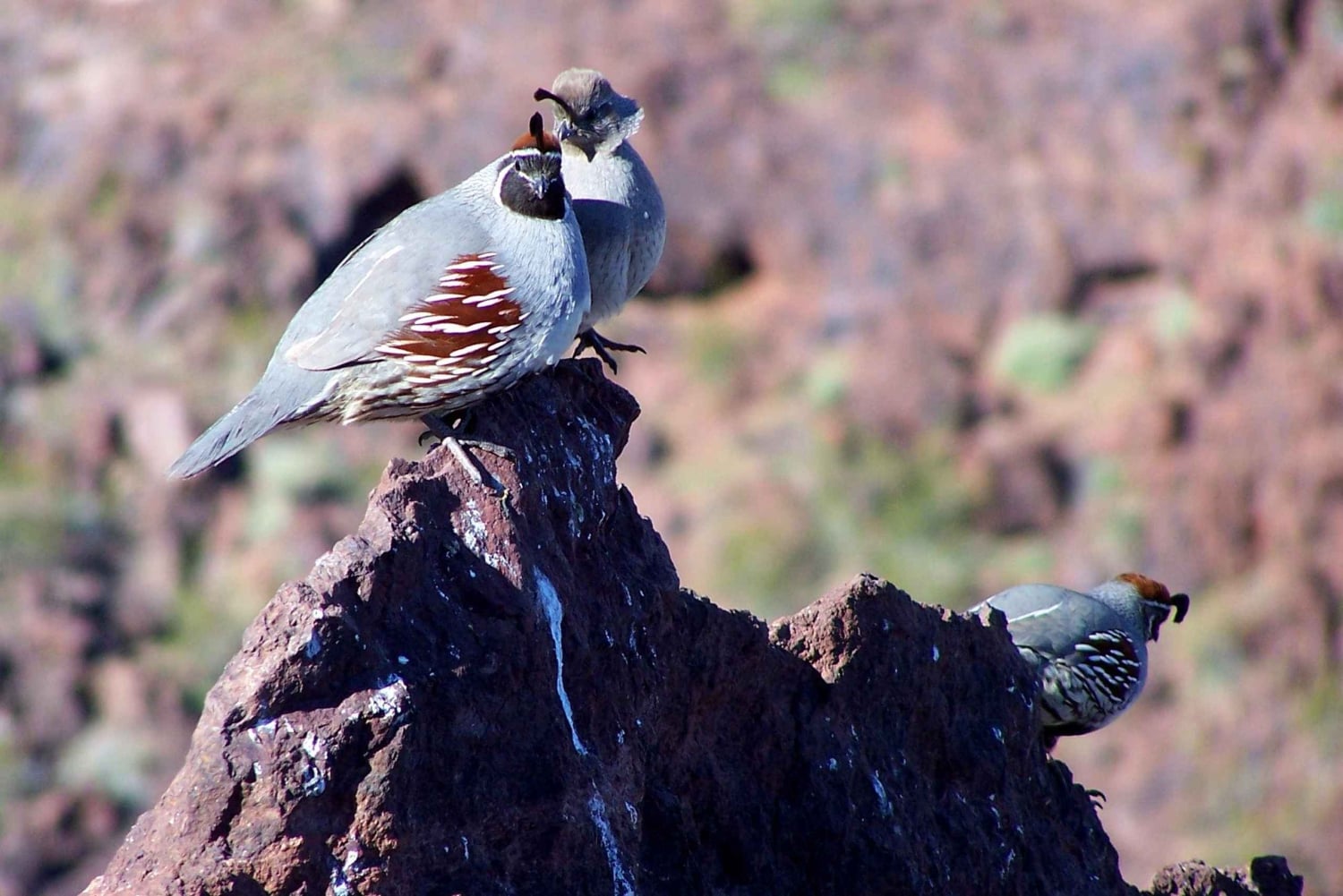 Las Vegas: tour per piccoli gruppi alla diga di Hoover, alla centrale elettrica e al ponte