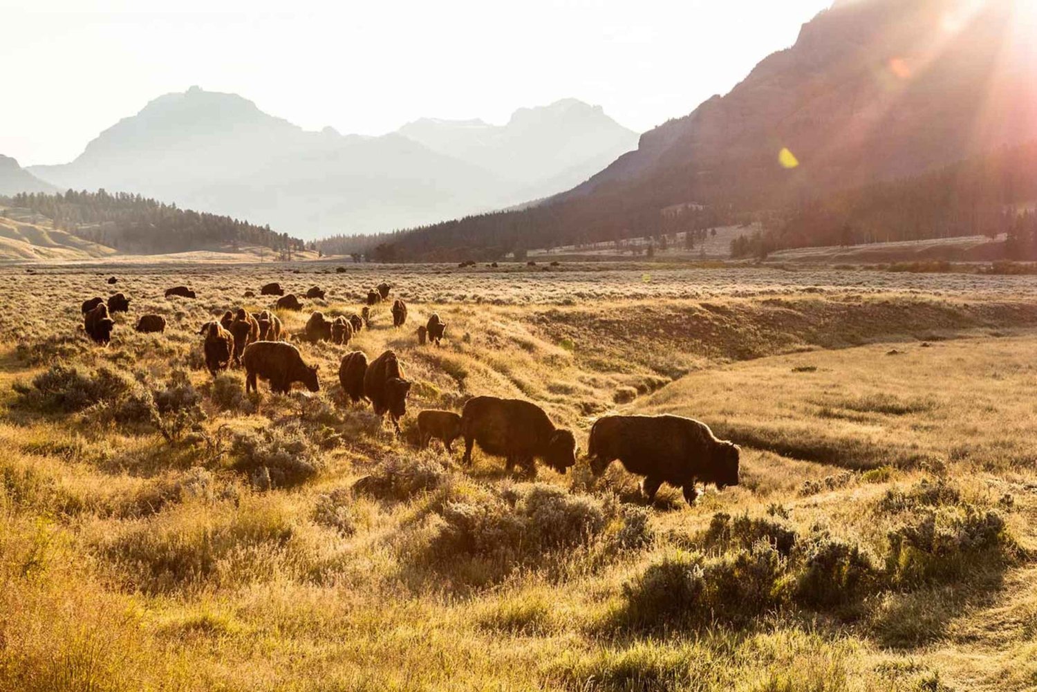 Las Vegas: a Salt Lake City Recorrido VIP de 5 días por Yellowstone