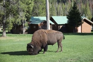 Las Vegas: till Salt Lake City 5-dagars Yellowstone VIP-tur