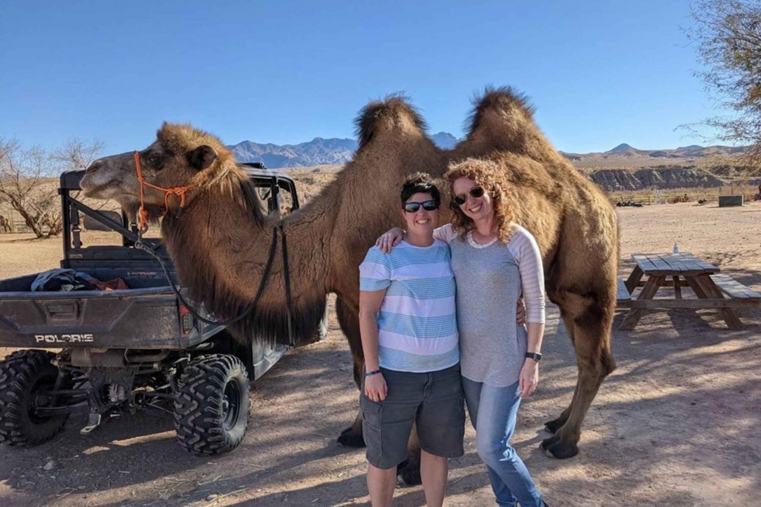 Las Vegas: UTV Adventure Tour with Camel Safari Zoo