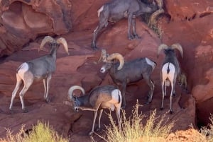 Las Vegas: Valley Of Fire State Park Tour