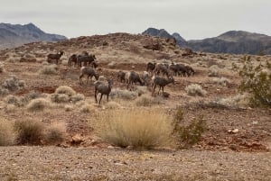 Las Vegas: Valley Of Fire State Park Tour