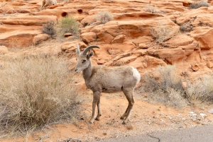Las Vegas: Valley of Fire Sunset Tour with Hotel Transfers
