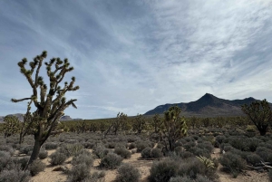 Las Vegas: West Rim, Hoover Dam, Joshua Tree, välkomstskylt