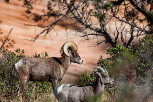 Лас-Вегас: Экскурсия с гидом в Национальный парк Зайон с обедом