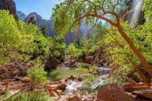 Las Vegas: Visita guiada al Parque Nacional de Zion con almuerzo