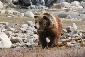 Los Angeles: 10-dagers rundtur i Yellowstone nasjonalpark