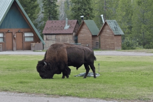 Los Angeles: 10-dagers rundtur i Yellowstone nasjonalpark