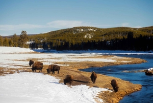 Los Angeles: 10-dagers rundtur i Yellowstone nasjonalpark